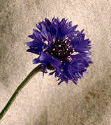 Cornflower